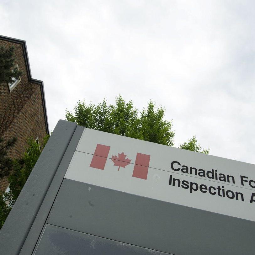 ºÚÁϳԹÏÍø Food Inspection Agency finds rare disease at B.C. commercial pigeon premises